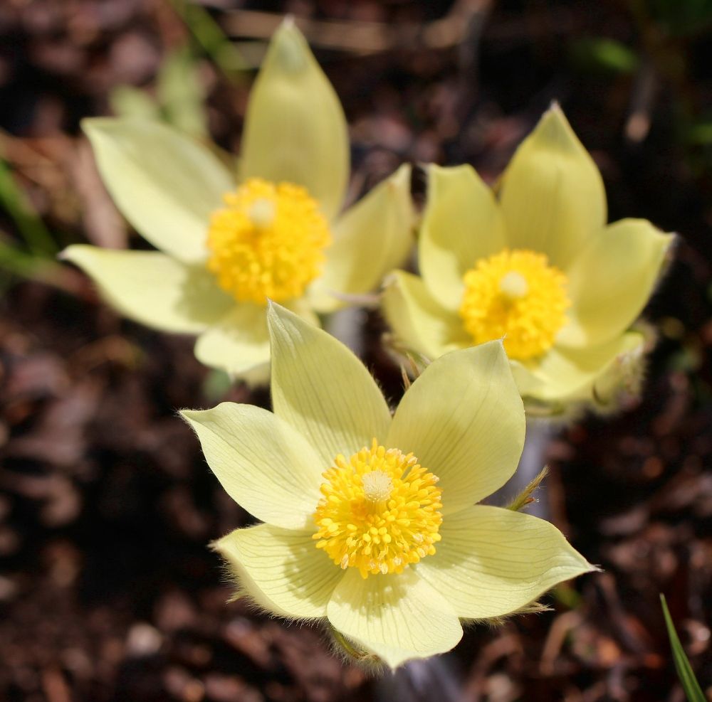 Photograph by Любовь Саханова