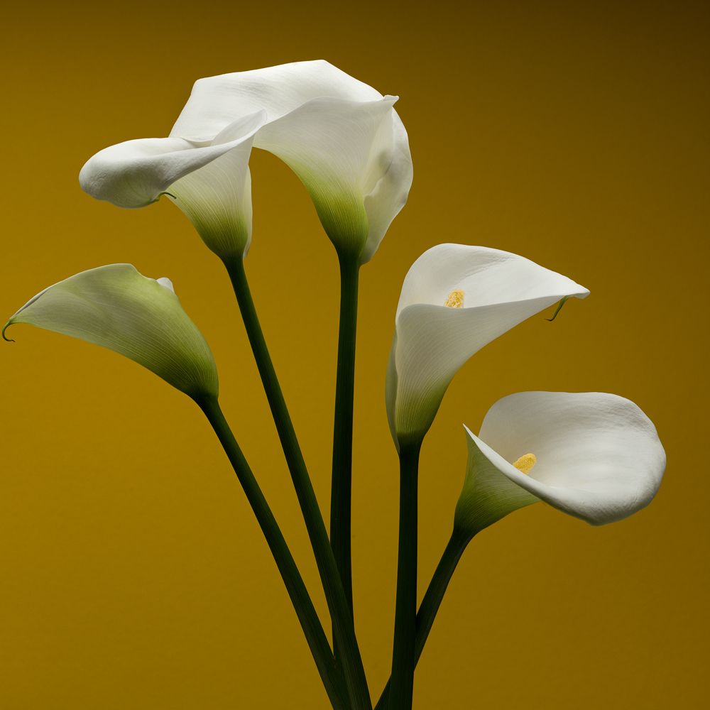 Photograph by Dar Veter