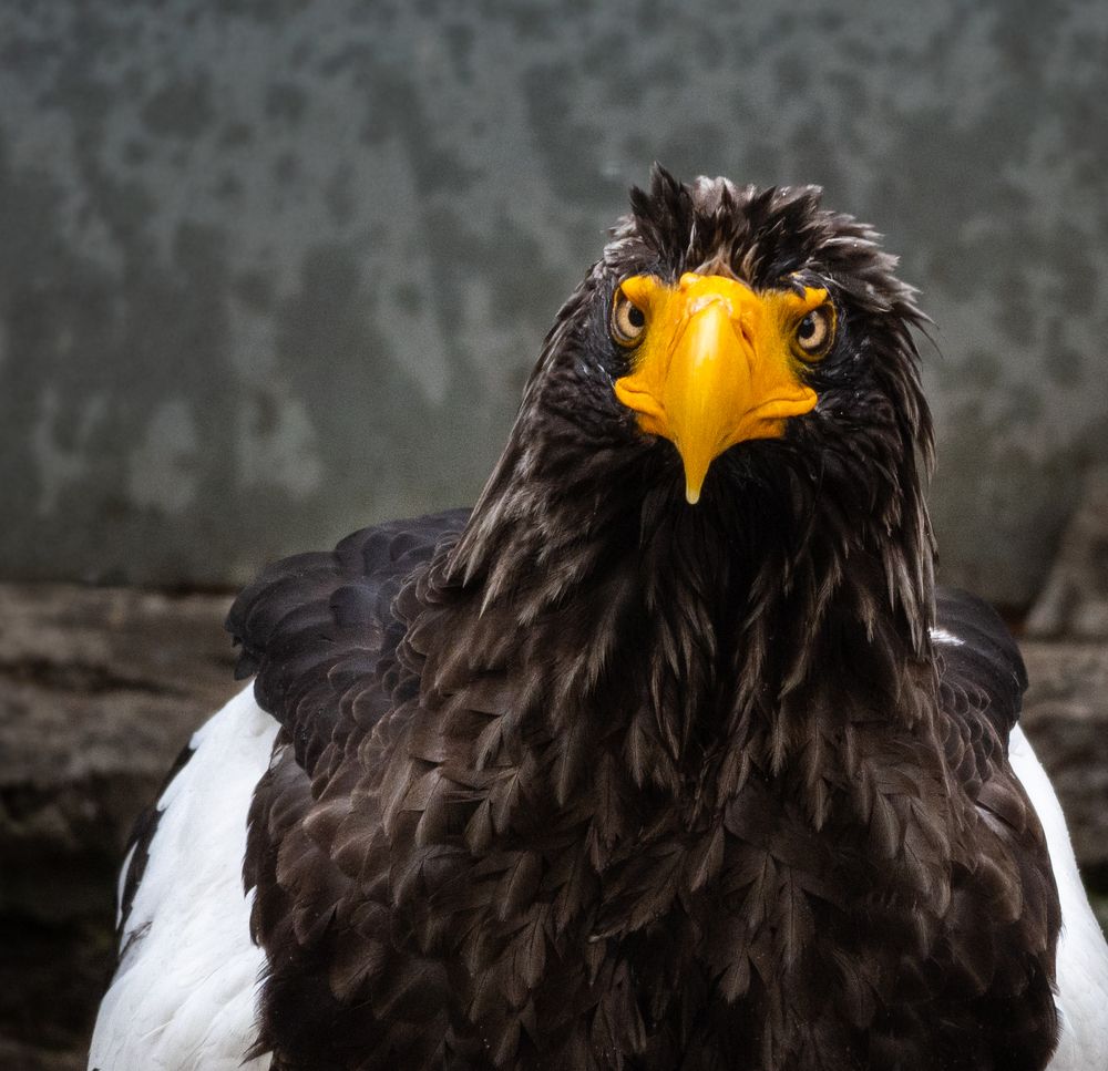 Photograph by Анна Стрелковская