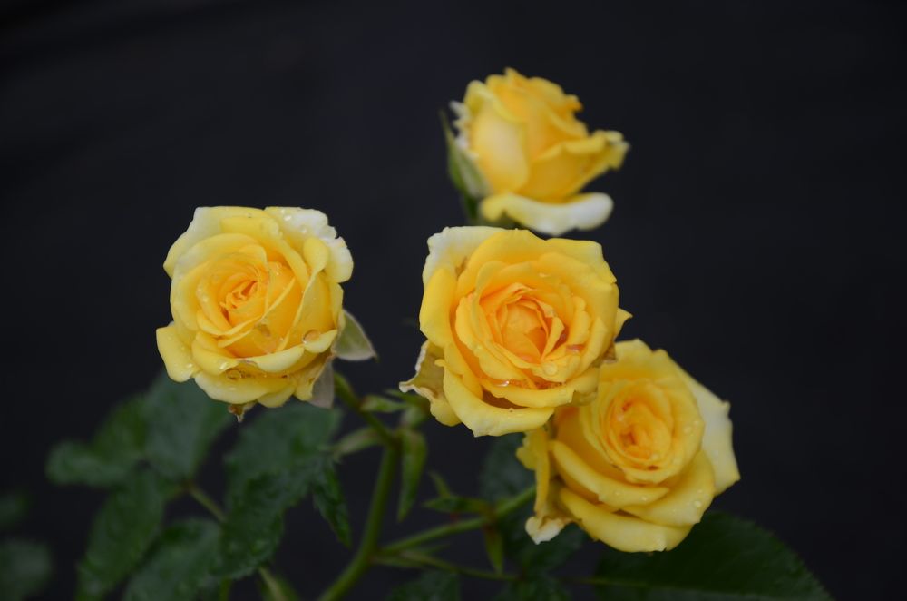 Photograph by Елена Сырцева