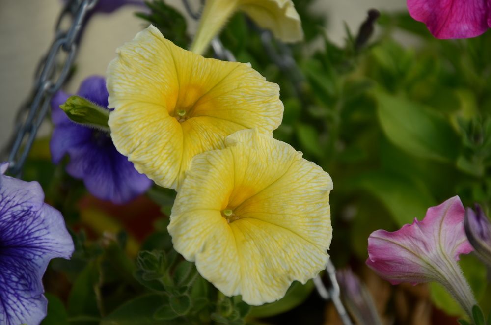 Photograph by Елена Сырцева