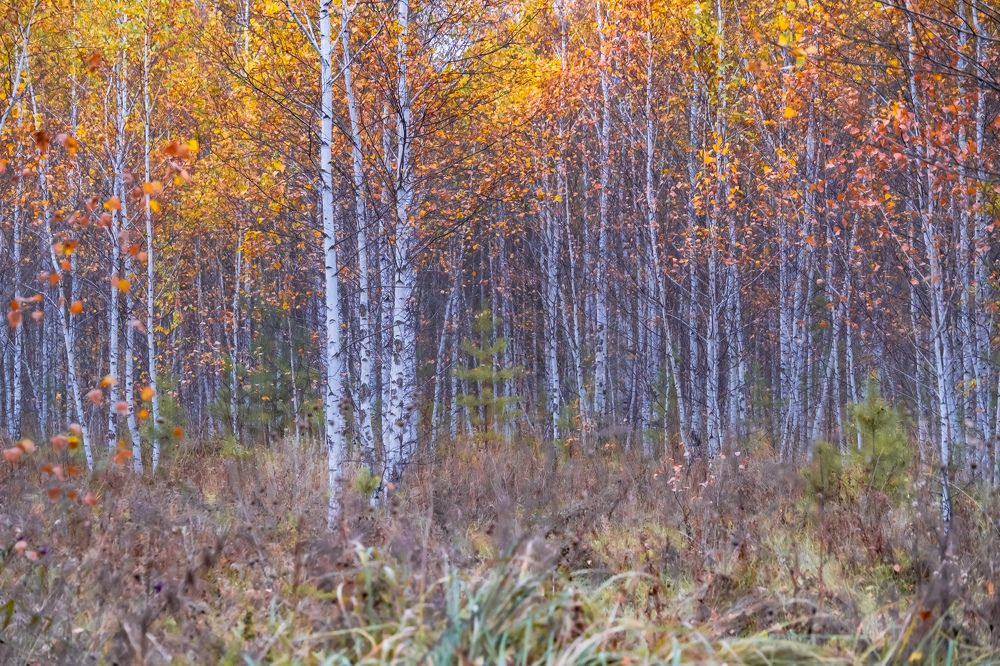 Photograph by Никита Борзов