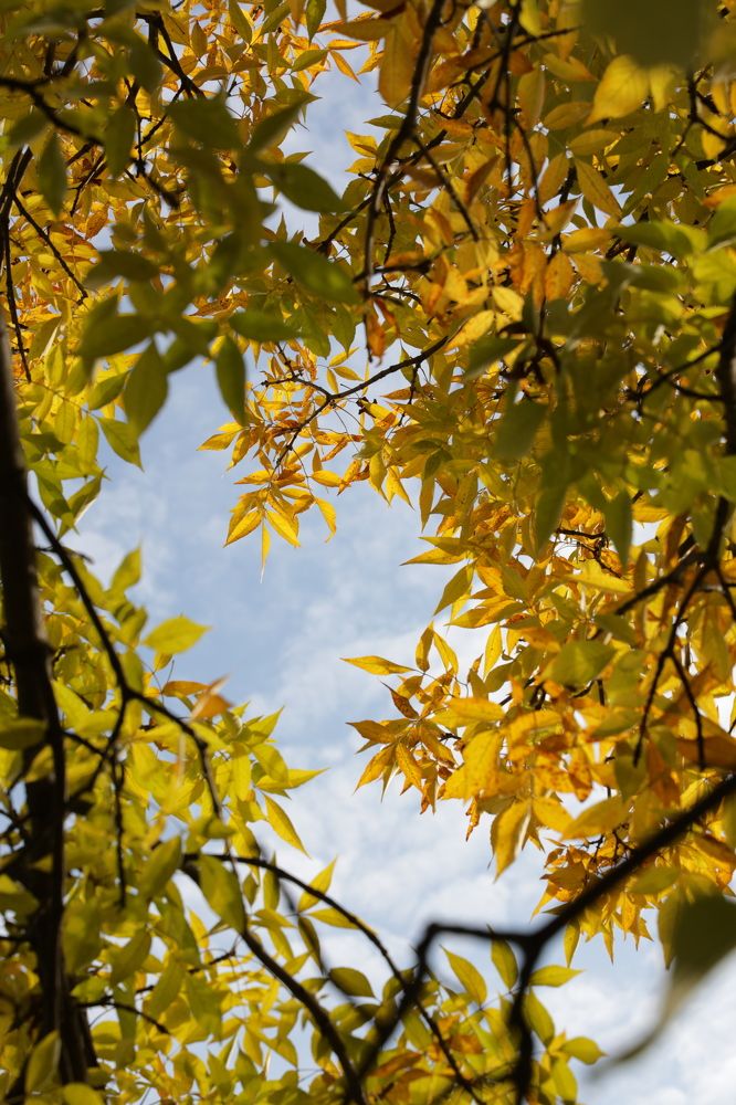 Все оттенки осени