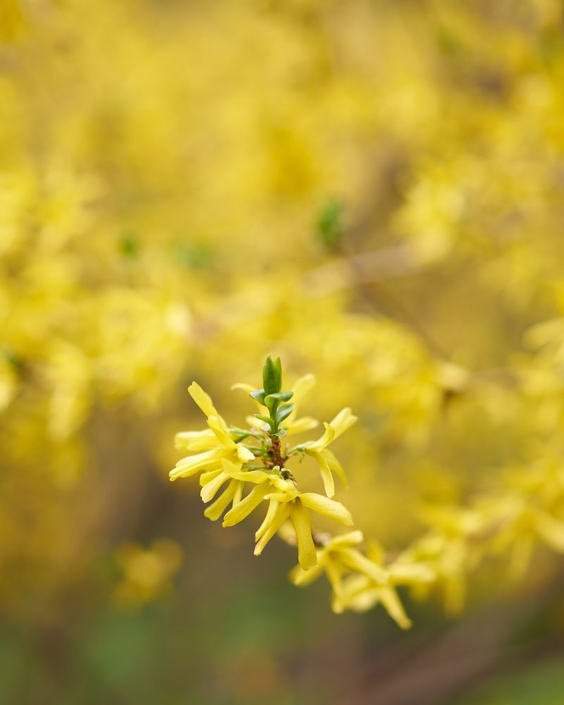 Photograph by Лидия Баженова