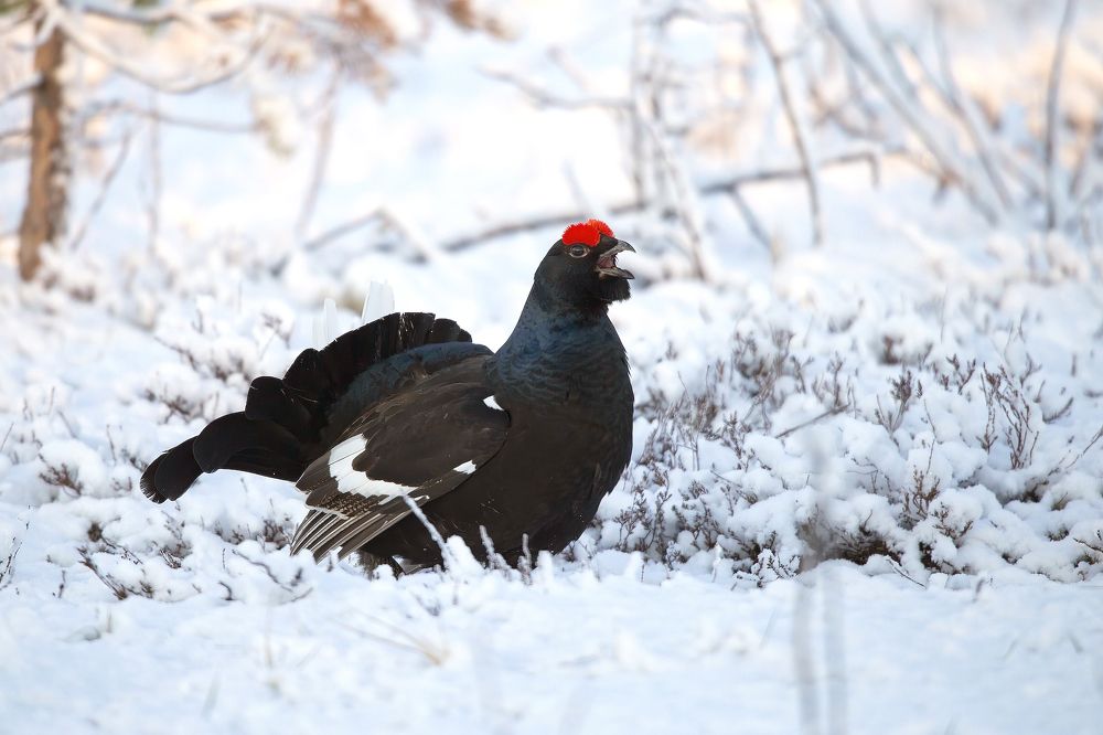 Снег и перья