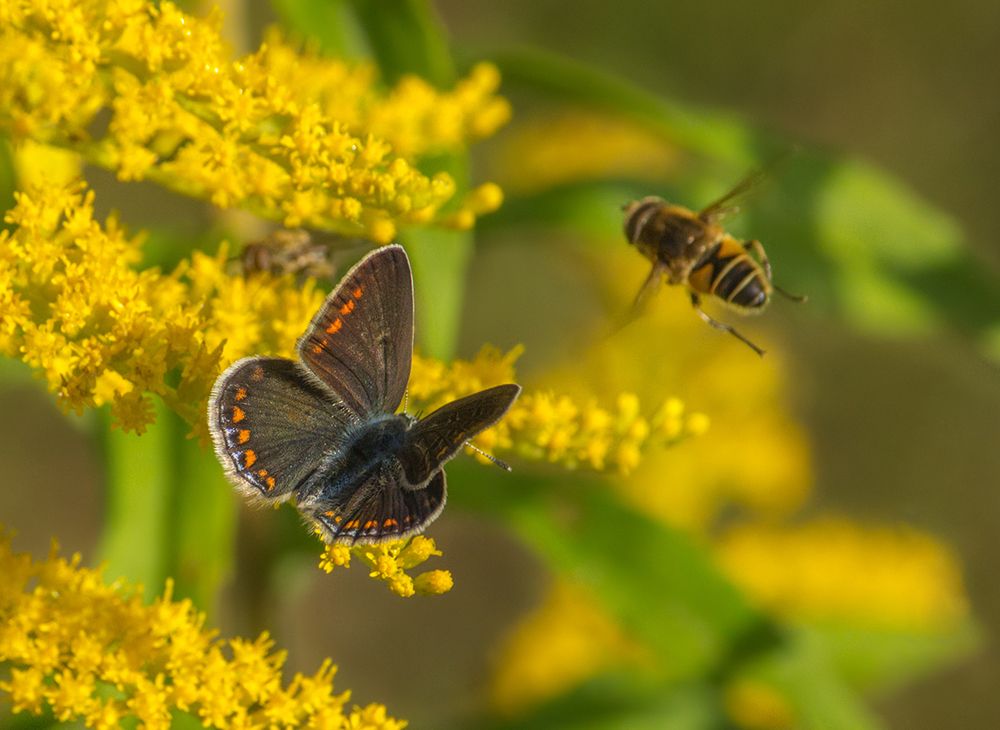 Фотография автора Борис Журавлёв