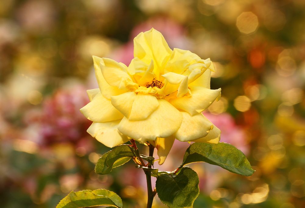 Photograph by Olga Mendosa