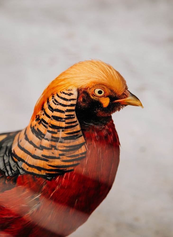 Фотография автора Наида Хизрибегова