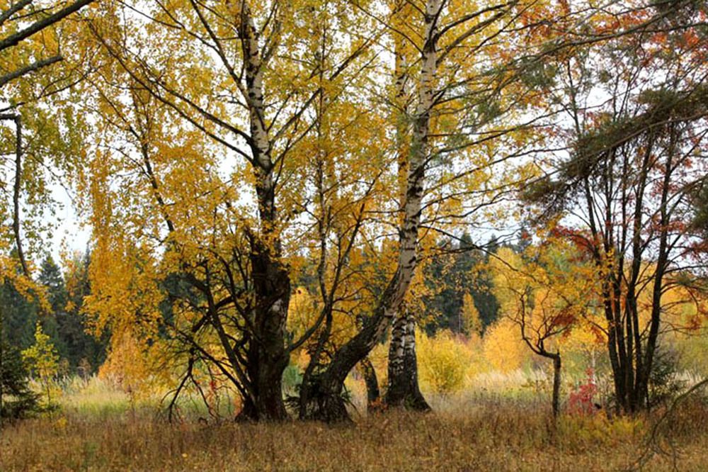 Photograph by Людмила Павловна