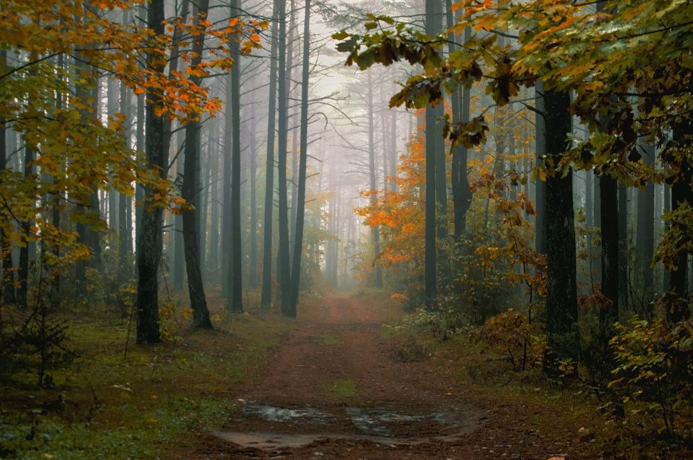 Photograph by Елена Кошелева