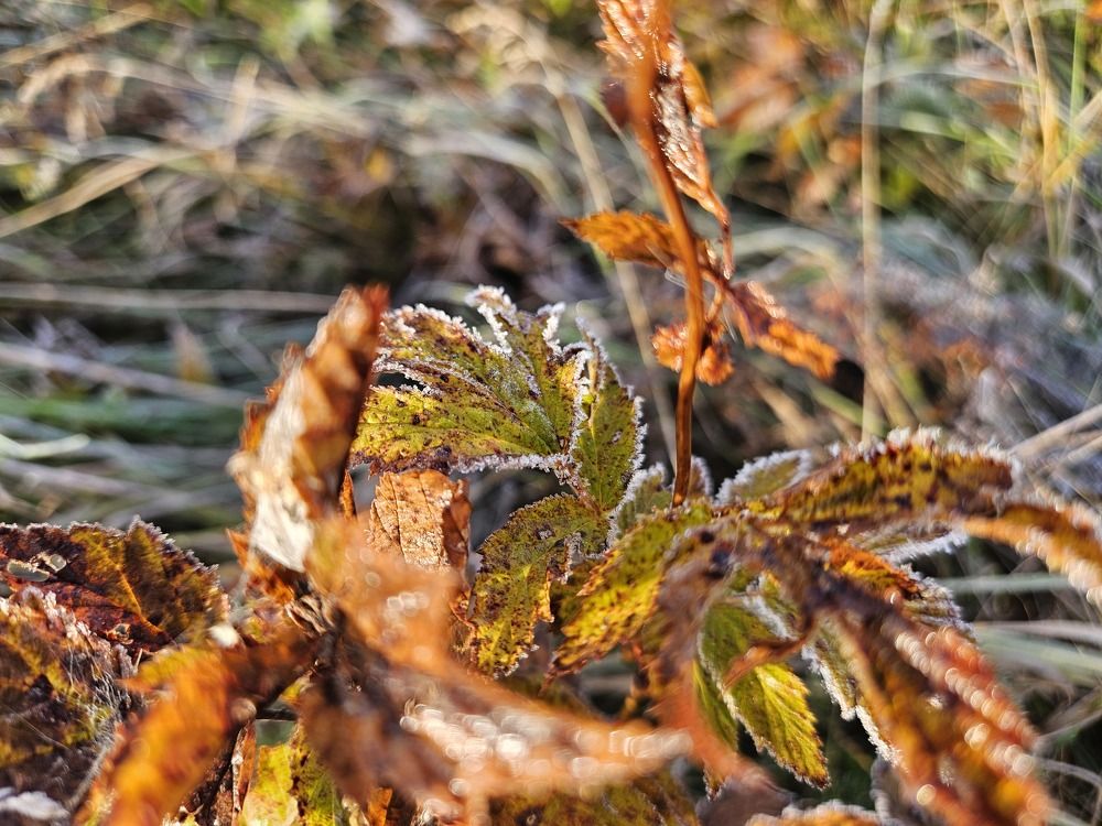 Photograph by Эльвира