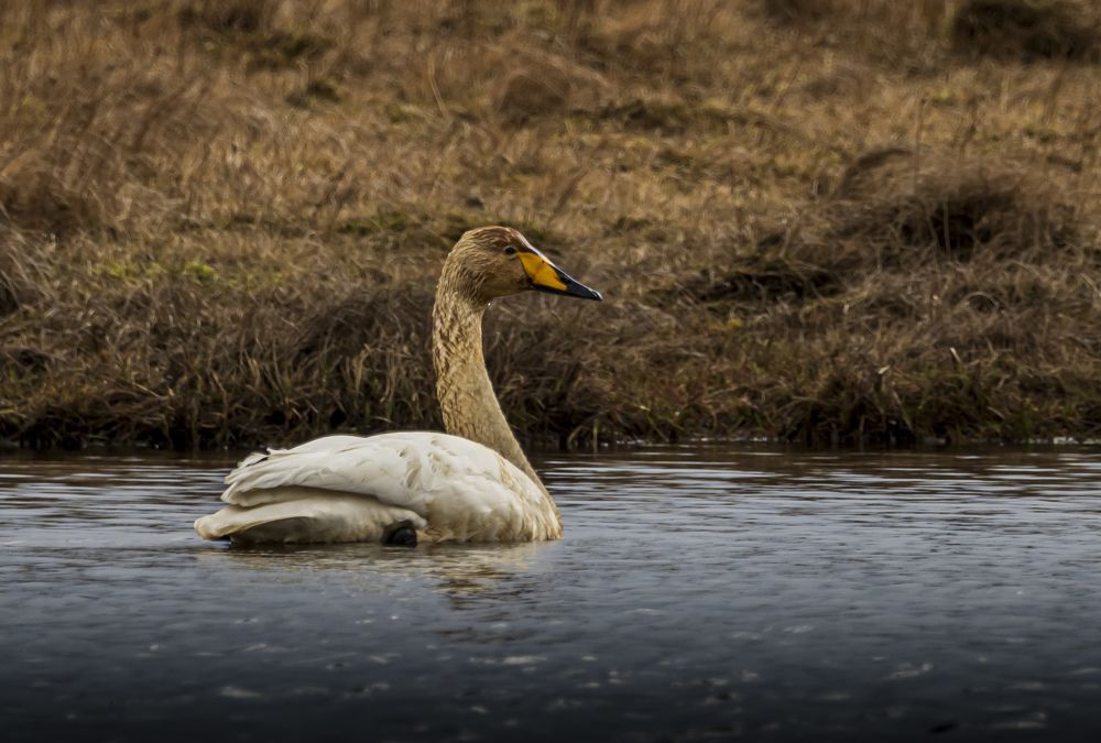 Фотография автора Katrina Koleva