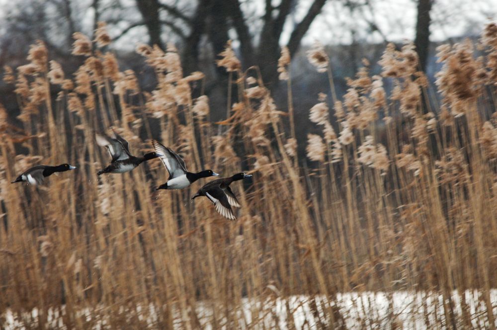 Фотография автора Chorche Prigo