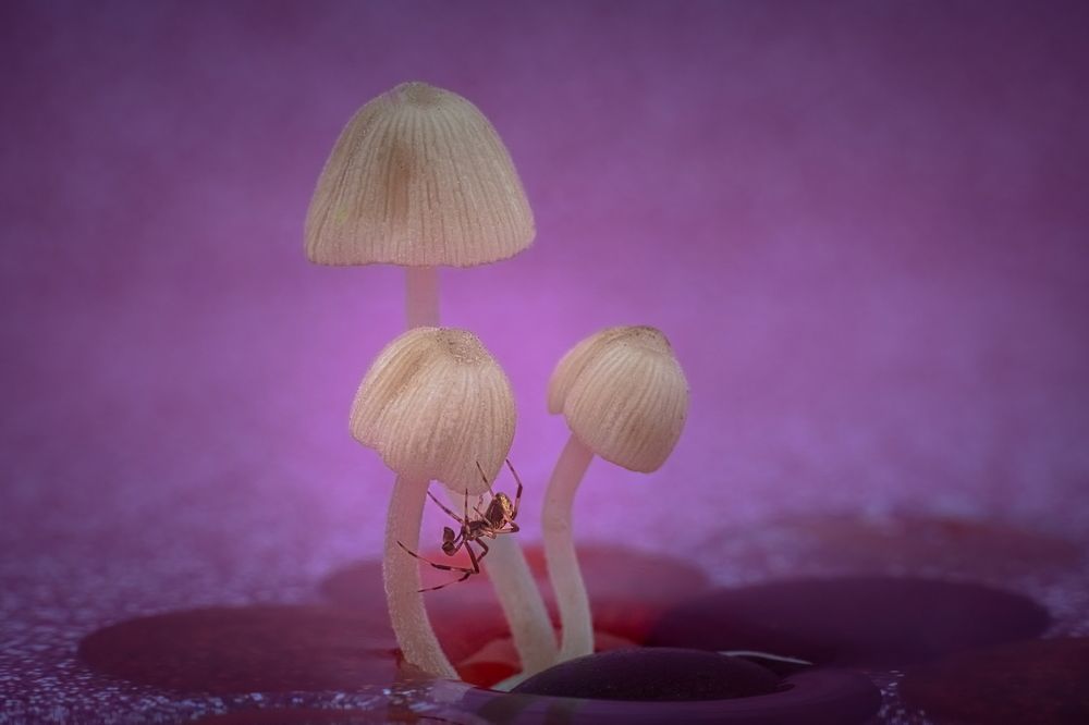 Photograph by Николай Фонарёв