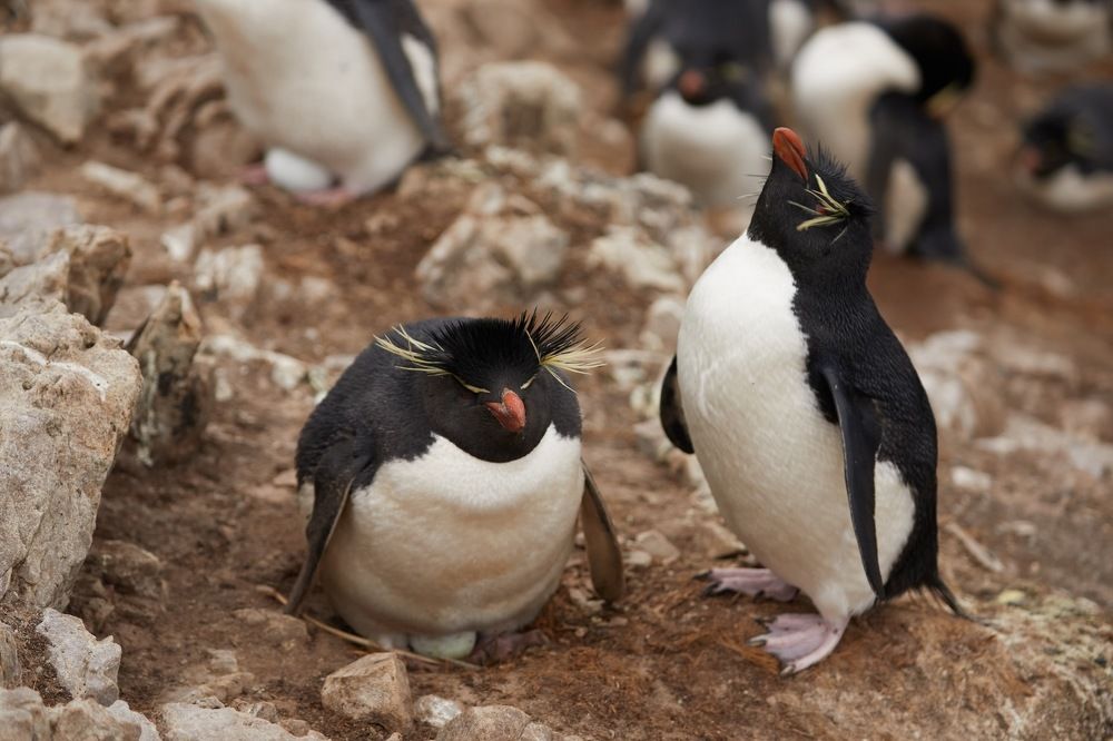 Фотография автора Boris Konovalov