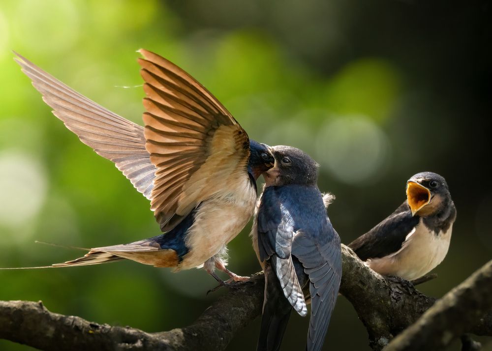 Photograph by Michael Gerhold