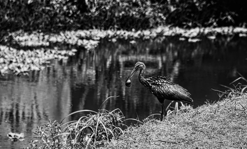 Фотография автора Ramos Gibrán
