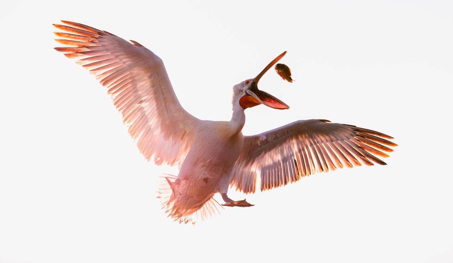 Фотография #11147361