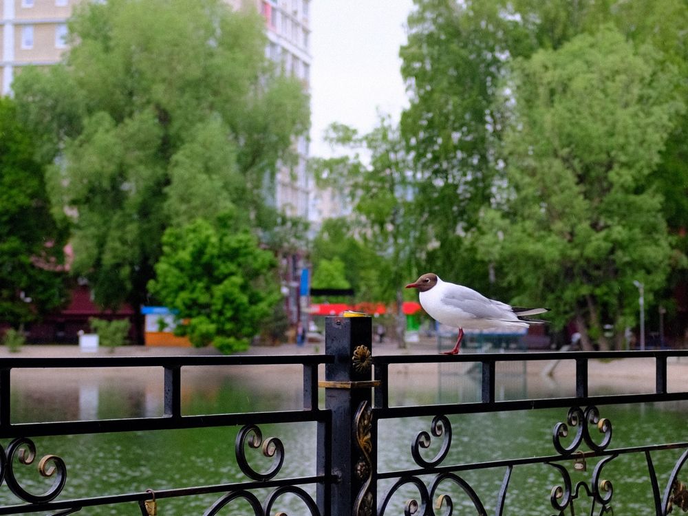 Фотография автора Олег Гумеров