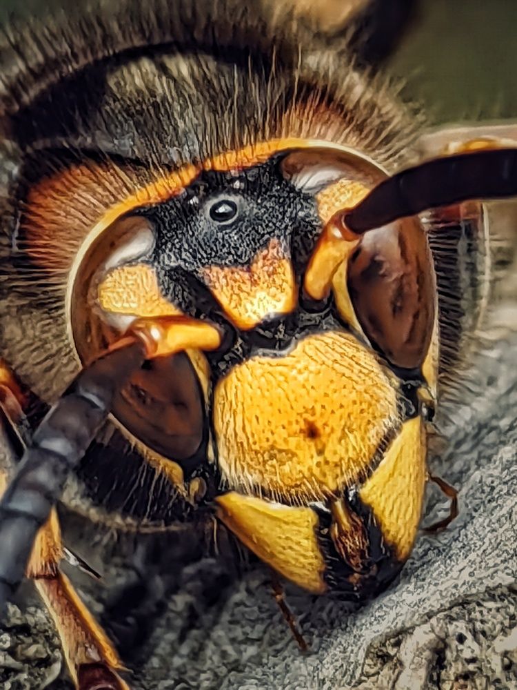 Фотография автора НАТАЛЬЯ СЕВЕР