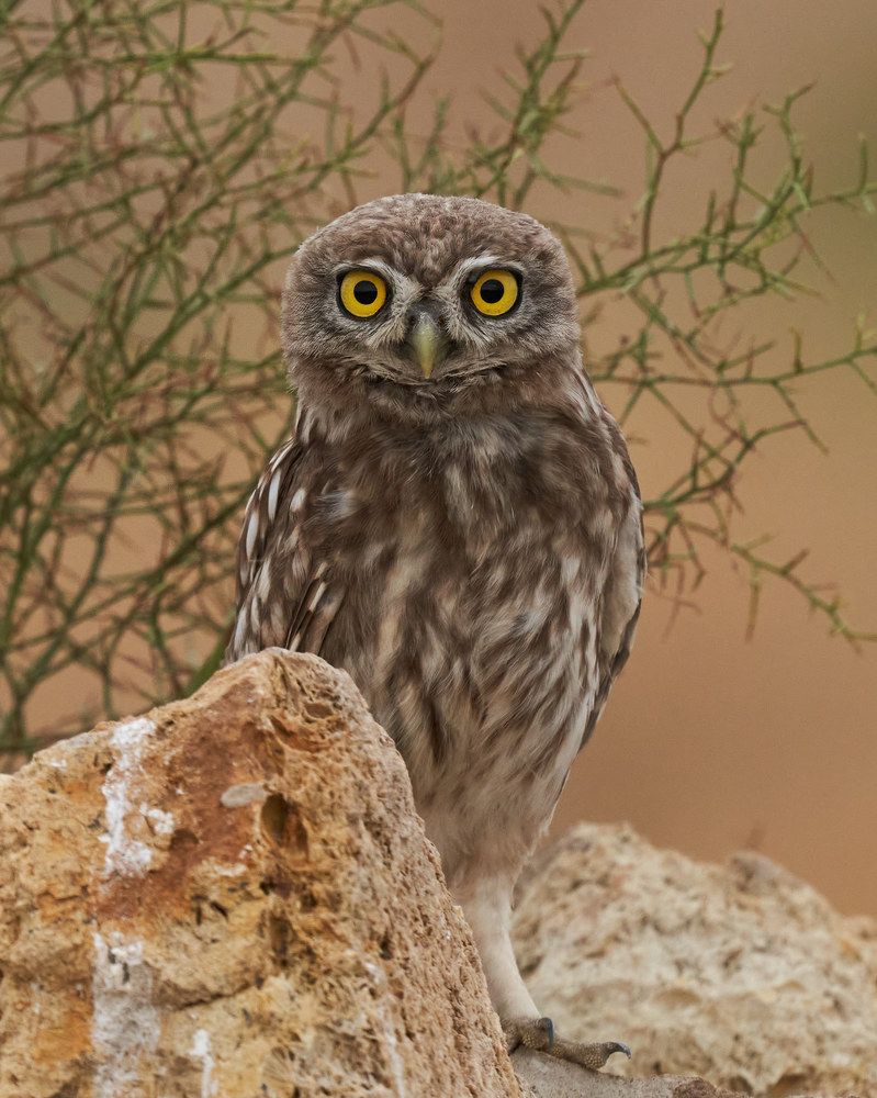 Photograph by Victor Krachkovsky