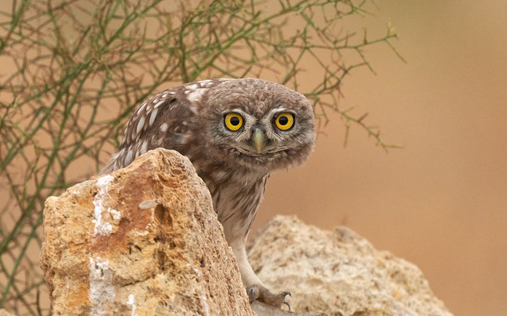 Photograph by Victor Krachkovsky