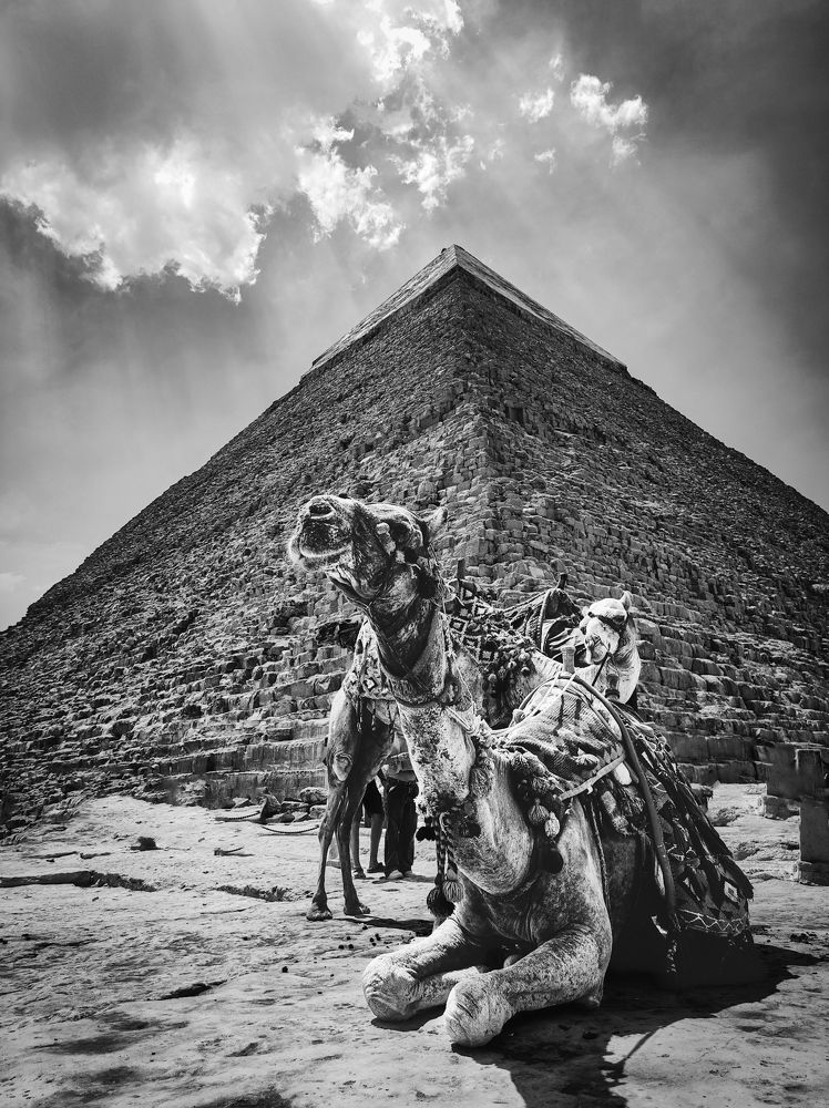 Photograph by Muhammed Alsisi