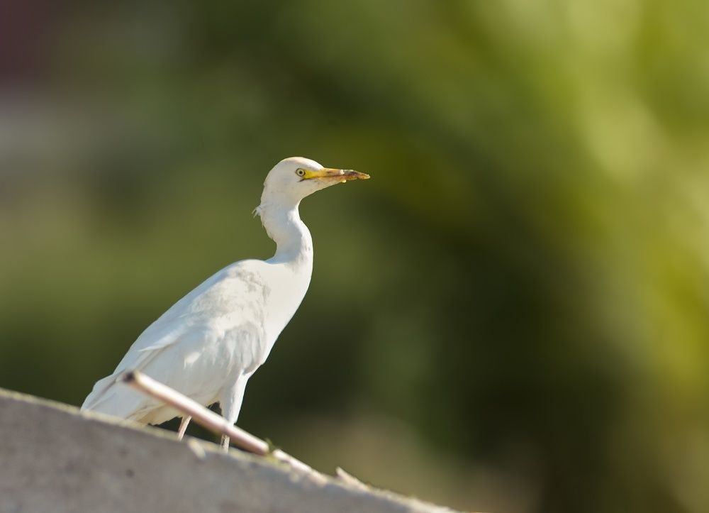 Photograph by mohamed