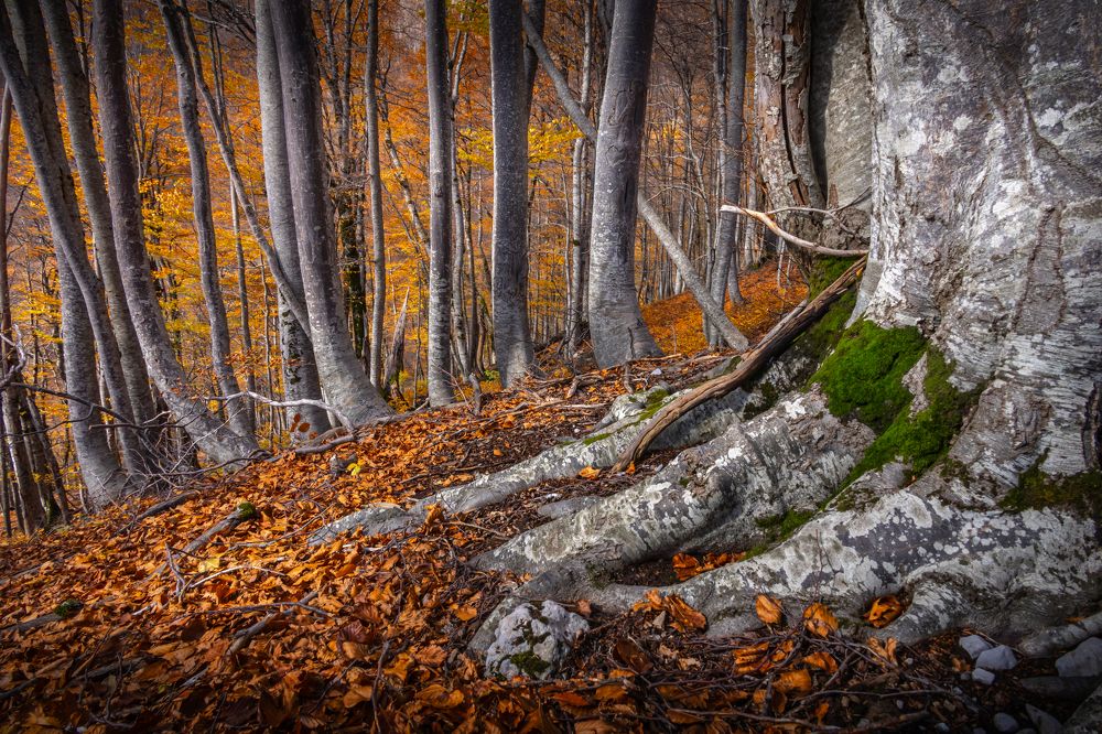 Photograph by Сергей Гук