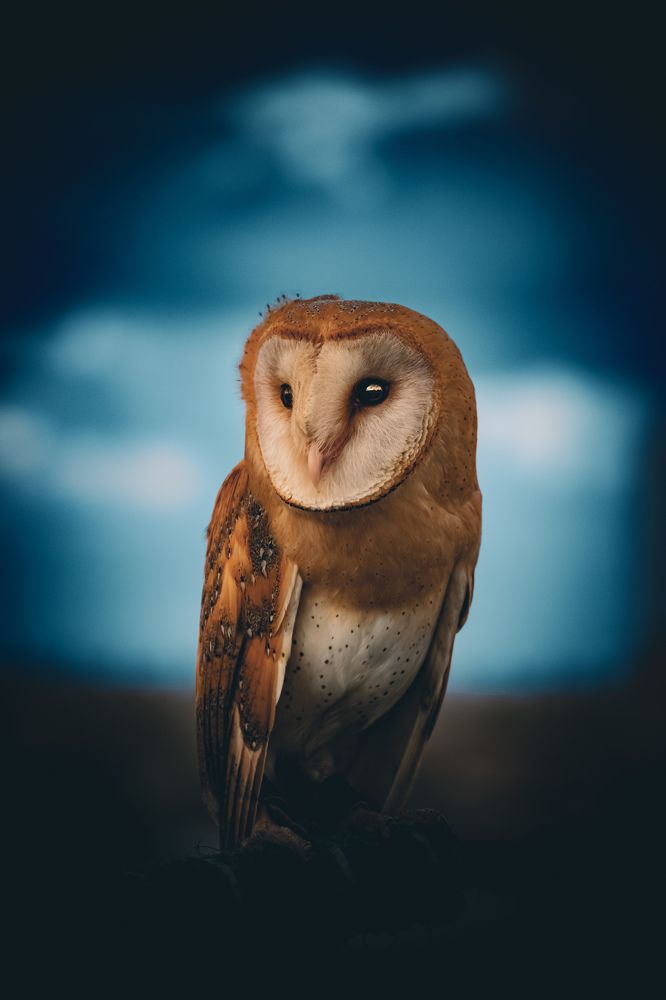 Photograph by Ahmed FahmyZa