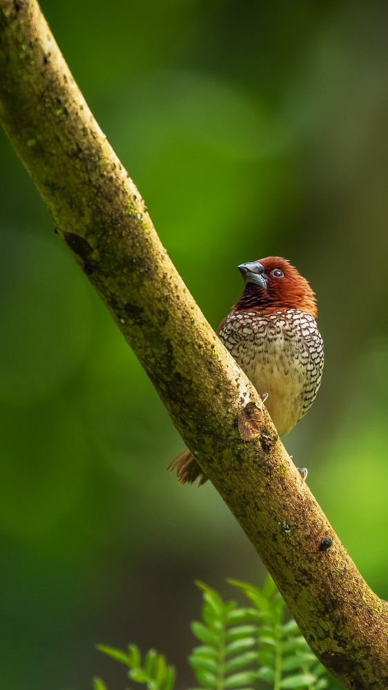 Photograph by Arnold Judson Samuel