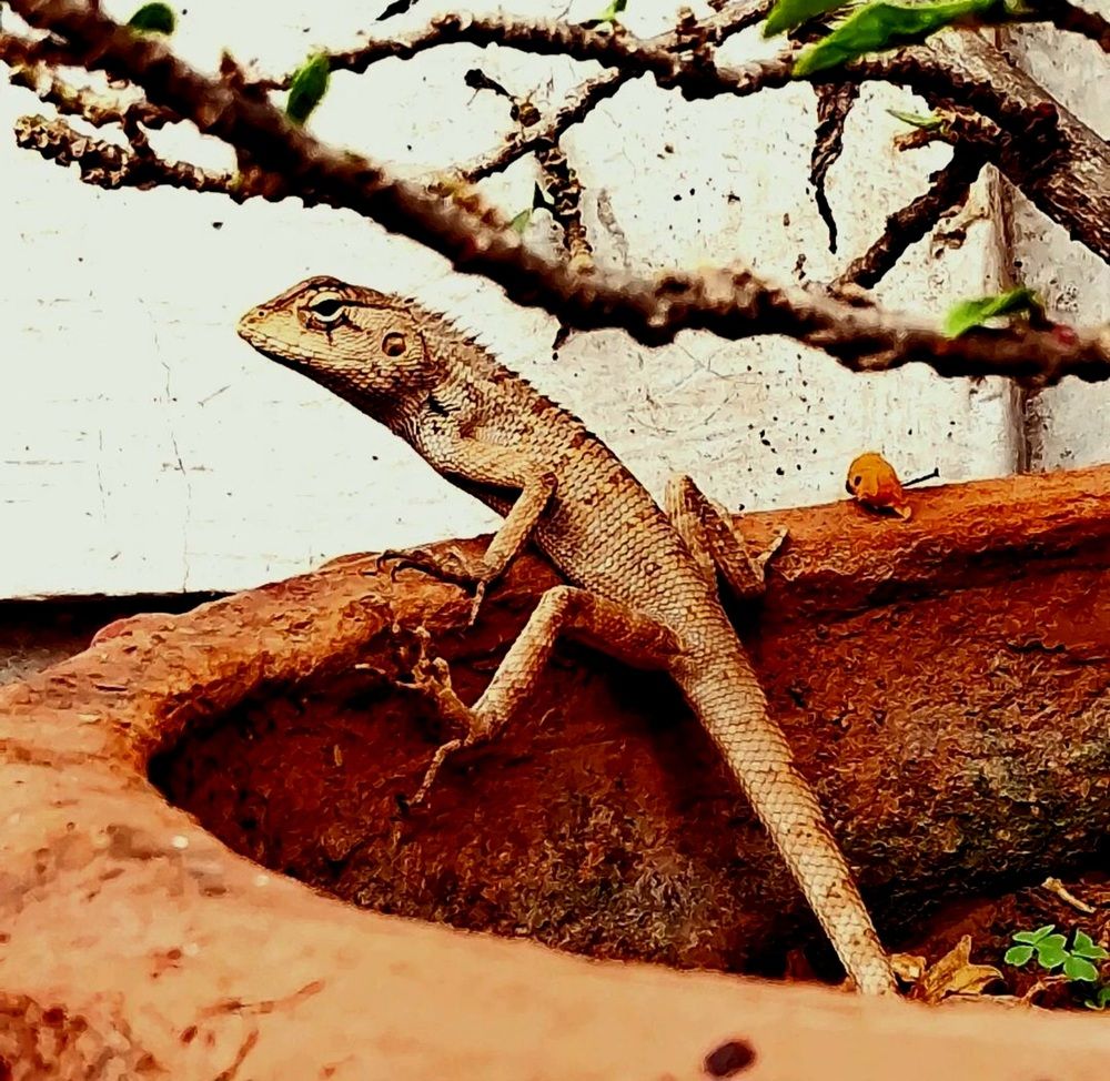 A solitary lizard