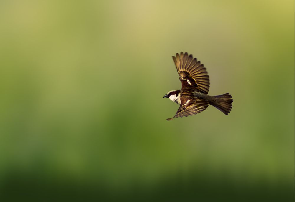 Photograph by mohamed