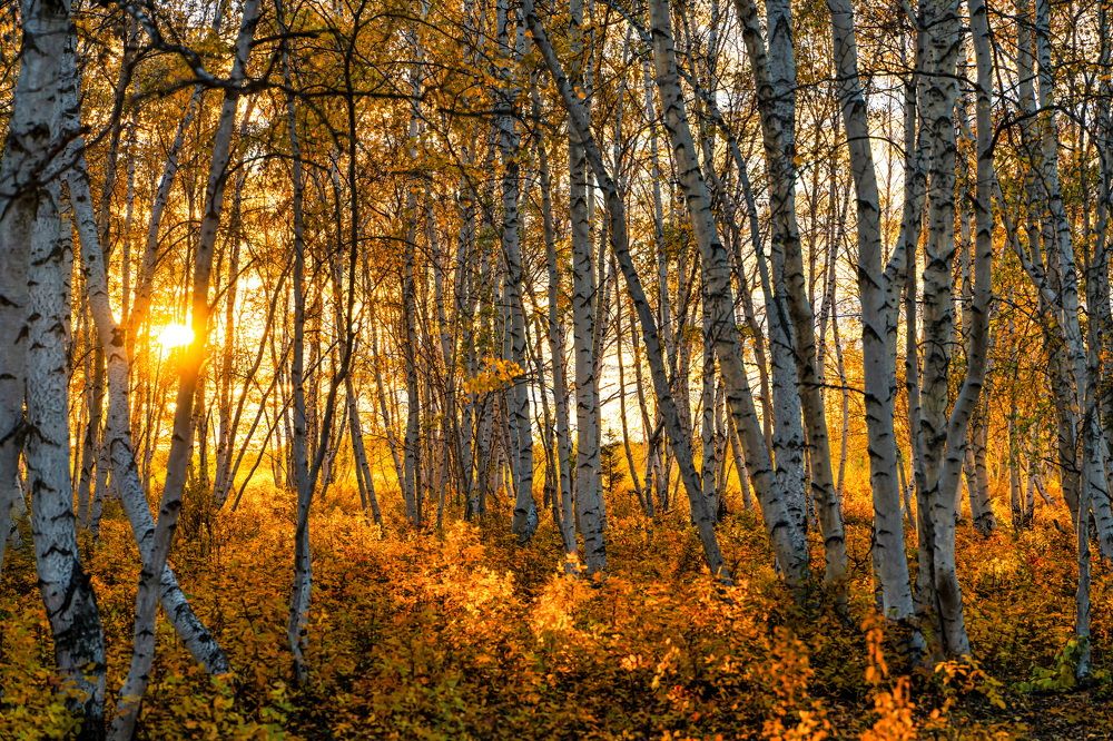 Photograph by Саргылана Прокопьева