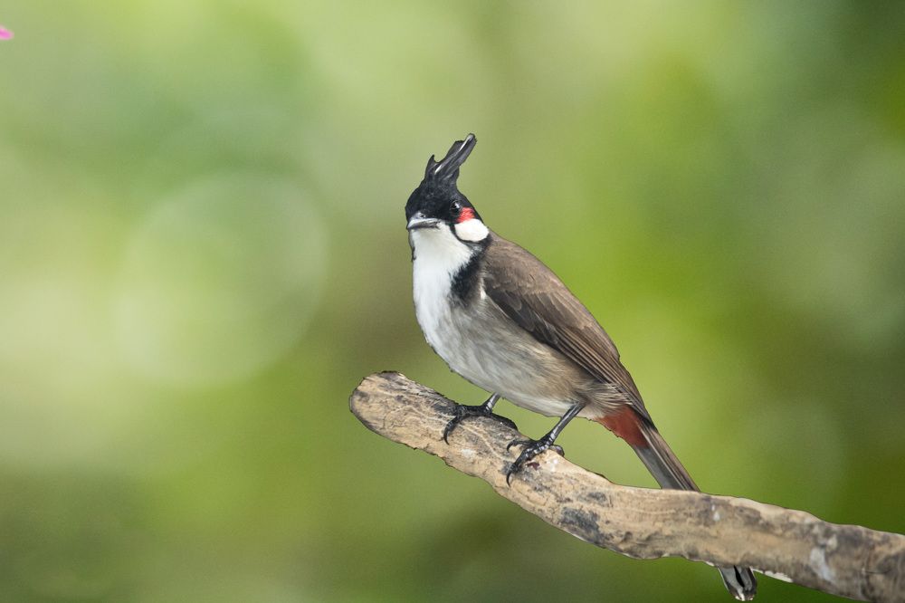 Photograph by Lê Trung Phùng