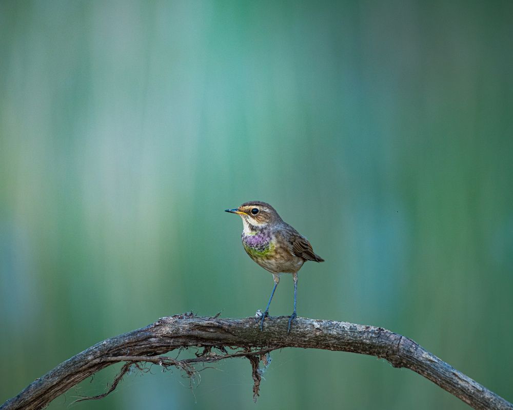 Photograph by Debashis Subudhi