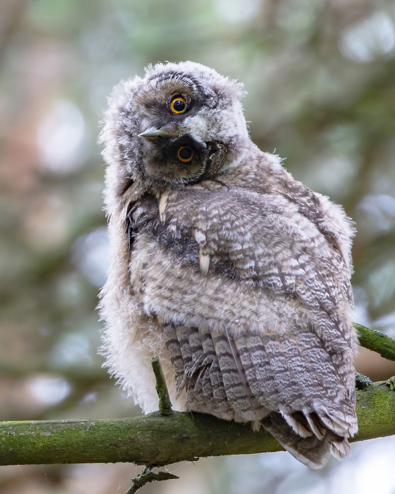 Фотография автора Александр Шипиленко