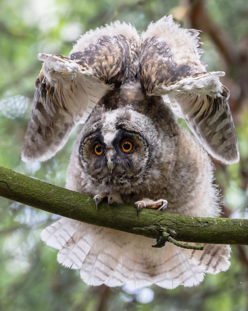 Фотография автора Александр Шипиленко