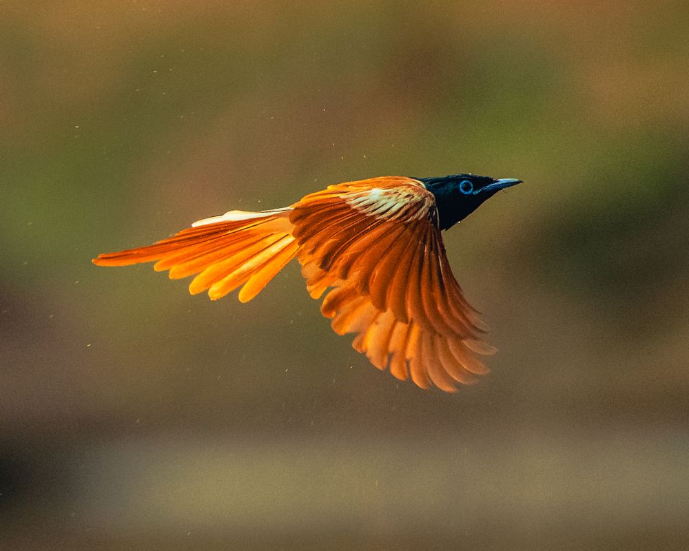 Photograph by Debashis Subudhi