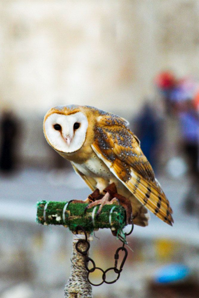 Photograph by mohamed mokhles