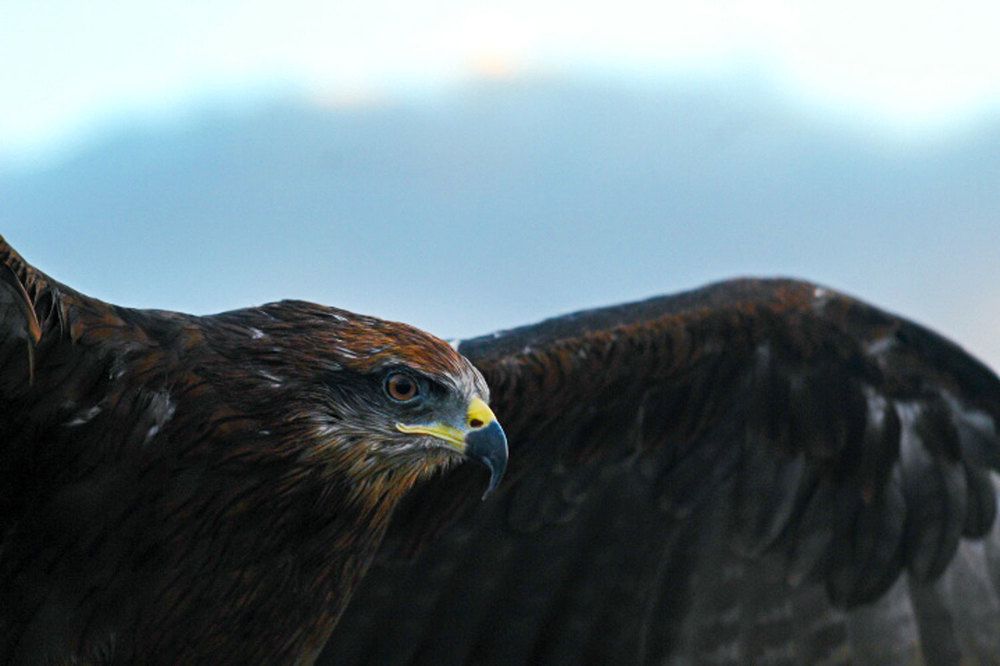 Photograph by mohamed mokhles