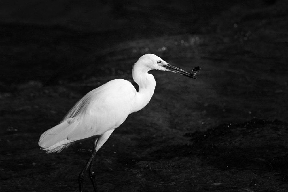 Photograph by mohamed mokhles