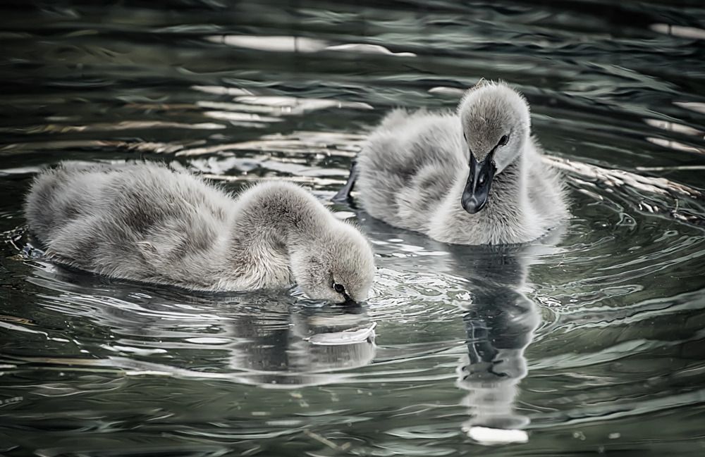 Photograph by Александр Вольхин