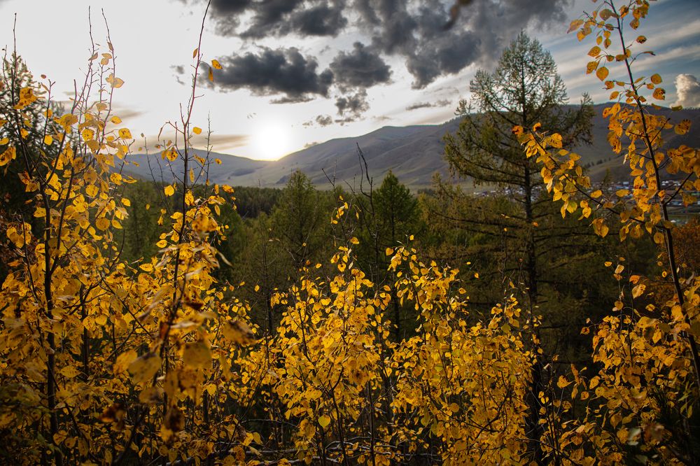 Mongolian autumn colors.