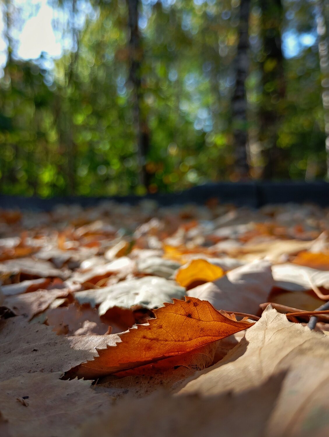 Photo #11148099