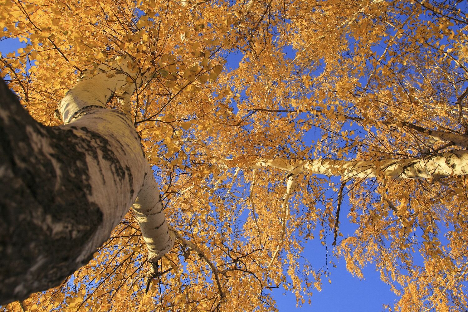 Photo #11148127