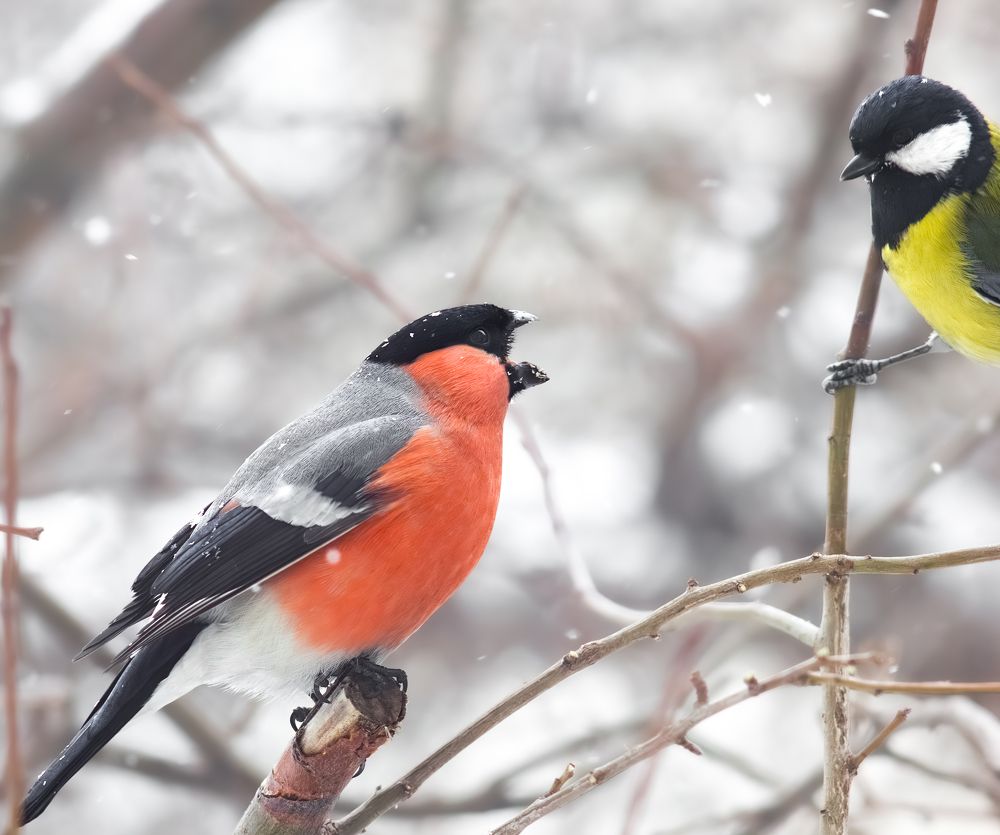 Photograph by Дмитрий Веретельников