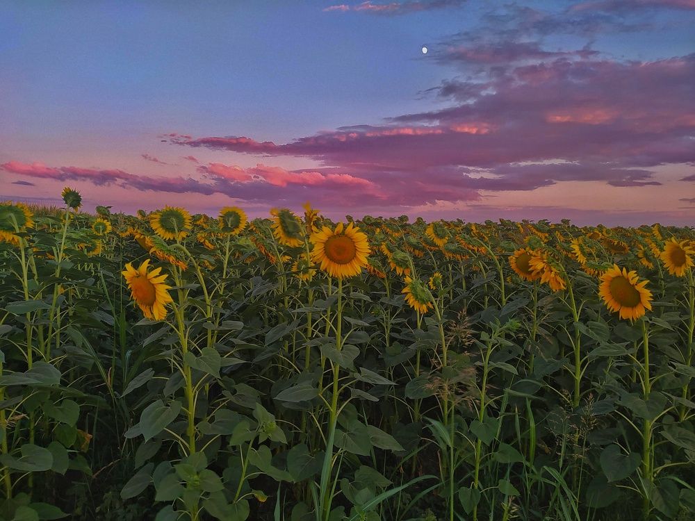 Photograph by Dragoslav M