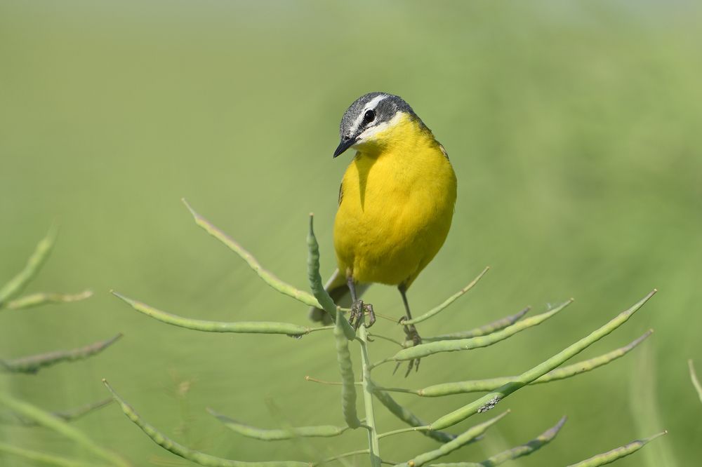 Любопытство