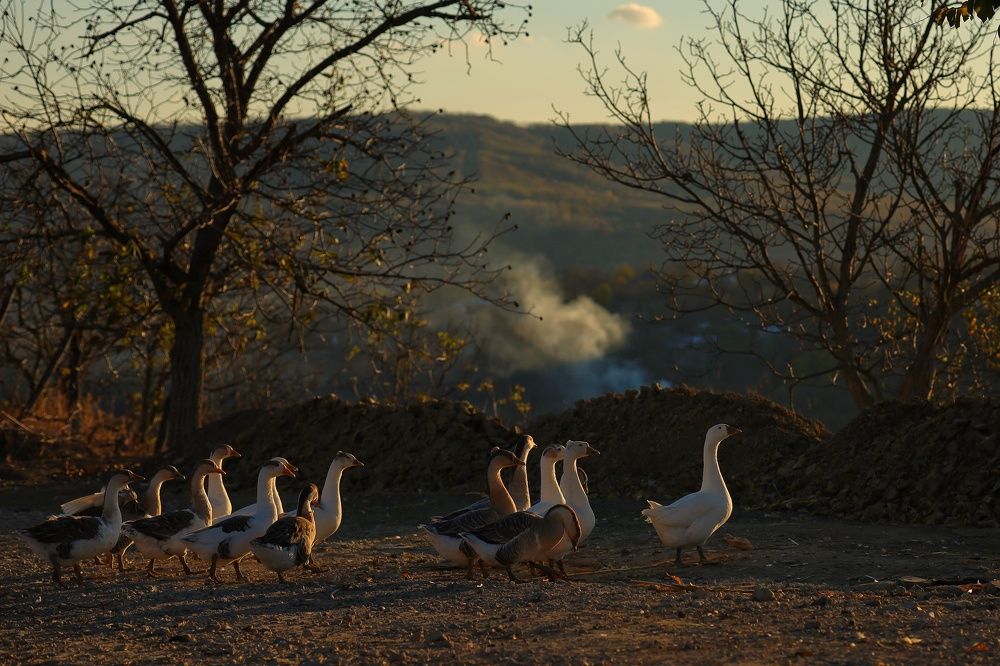 Гуси на прогулке